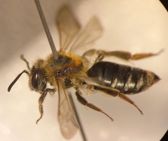 Andrena dorsata