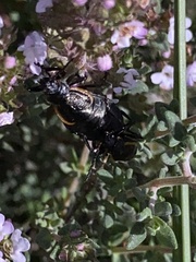 Arima marginata