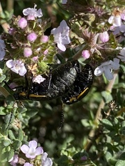 Arima marginata