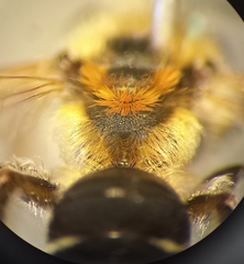 Andrena dorsata