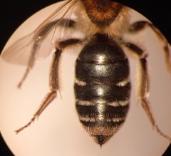 Andrena dorsata