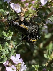 Arima marginata