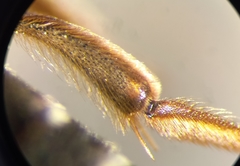 Andrena dorsata