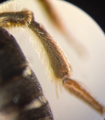 Andrena dorsata