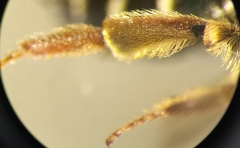 Andrena dorsata
