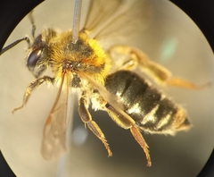 Andrena dorsata