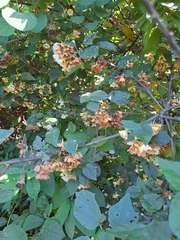 Dombeya tiliacea