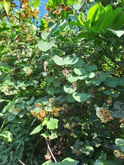 Dombeya tiliacea