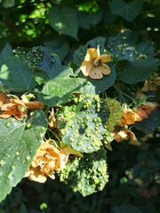 Dombeya tiliacea