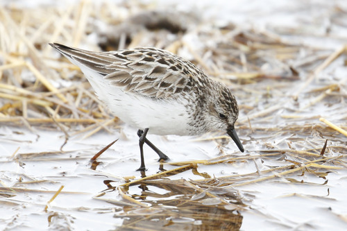 Semipalmated Sandpiper