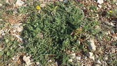 Astragalus sesameus