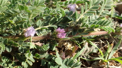 Astragalus sesameus