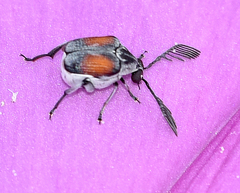 Megacerus discoidus