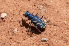 Cicindela tranquebarica parallelonota