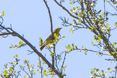 Leiothlypis virginiae