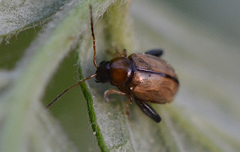 Longitarsus melanocephalus