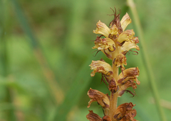 Orobanche reticulata