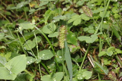 Setaria surgens