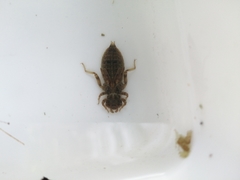 Cordulegaster boltonii