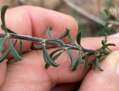 Psoralea bolusii