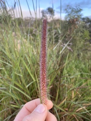 Cenchrus polystachios