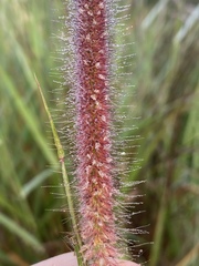 Cenchrus polystachios