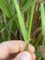 Cenchrus polystachios
