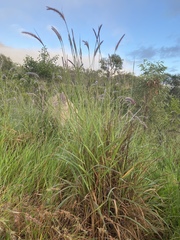 Cenchrus polystachios