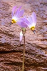 Primula pauciflora zionensis