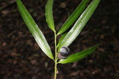 Podocarpus elatus