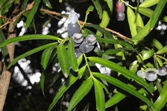 Podocarpus elatus