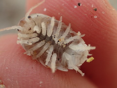 Alloniscus perconvexus