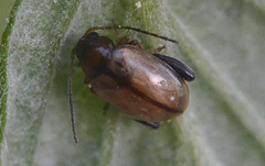 Longitarsus melanocephalus