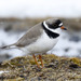 Semipalmated Plover - Photo (c) Donna Pomeroy, some rights reserved (CC BY-NC), uploaded by Donna Pomeroy