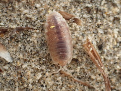 Alloniscus perconvexus
