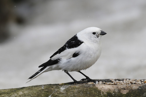 Snow Bunting