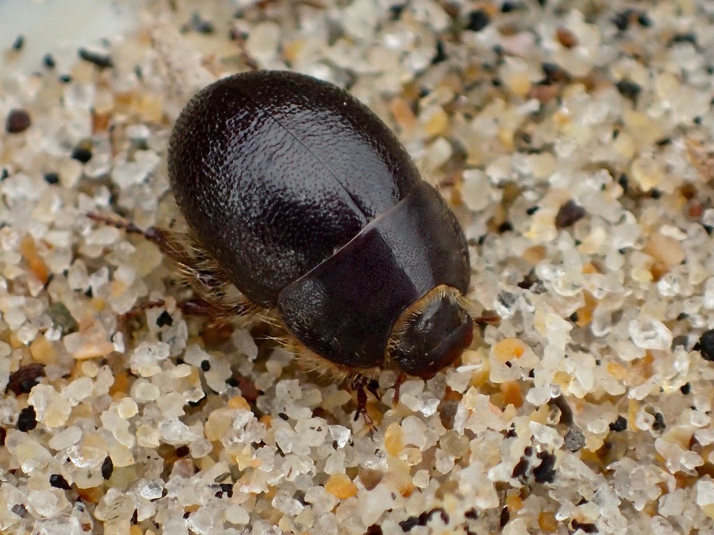 Globose Dune Beetle