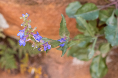 Penstemon humilis obtusifolius