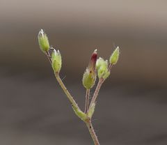 Cerastium subtetrandrum