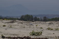 Sternula antillarum browni