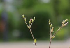 Cerastium subtetrandrum