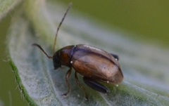 Longitarsus melanocephalus