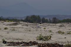 Sternula antillarum browni