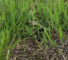Cerastium subtetrandrum