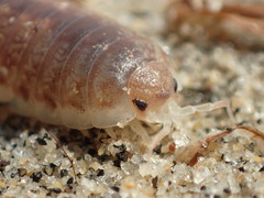 Alloniscus perconvexus