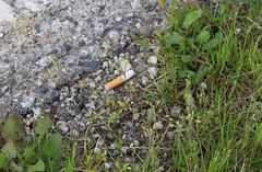 Cerastium subtetrandrum