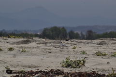 Sternula antillarum browni