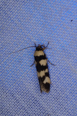 Cirromitra tetratherma