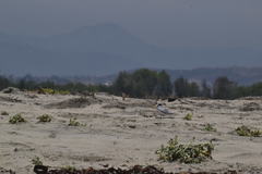 Sternula antillarum browni