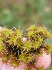 Syntrichia ruraliformis